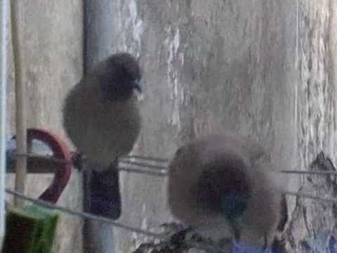 طائر محلي جزائري بحجم اليمام يسمى ب طاوطاو