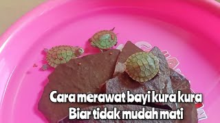 CARA MERAWAT BAYI KURA KURA BRAZIL BIAR TIDAK MUDAH MATI
