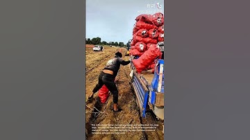 Potato Harvest: Farmers Loading Bags of Potatoes onto Trucks