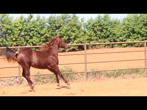 CAT QUEEN FEATHER EK