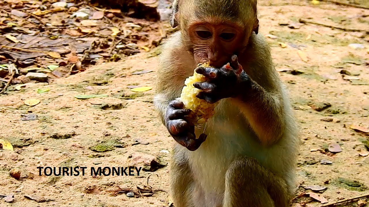 Poor baby Janet very hungry, she eat all remain food drop on the ground,Tourist Monkey 2315