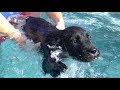 Puppy Swimming Lessons!