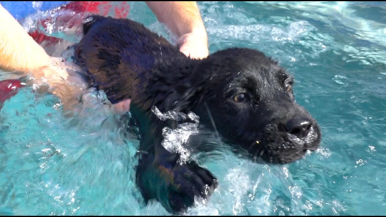 Puppy Swimming Lessons!