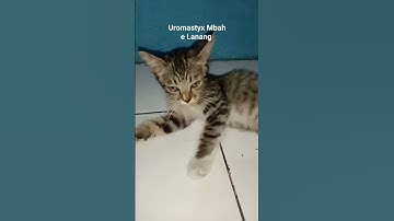 Thumbnail of cat cute #remix #music #song #cover #kucing #kucinglucu #catpersia #petanimals #tortoiseshellcat