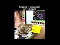 Super Funny Cat &amp; Dog Videos 16