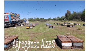 Cómo agregamos alzas a colmenas pos Polinizacion en Costa de Río #39