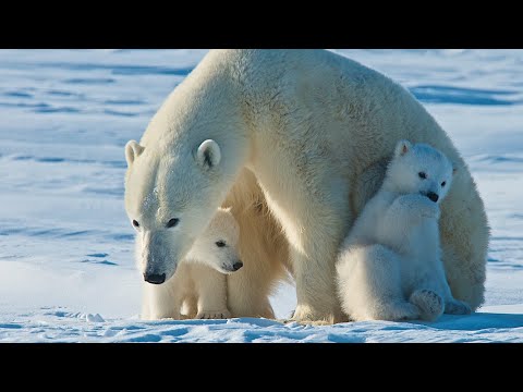 Why polar bears need ice Why polar bears need ice