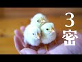 ひよこの3密が出来るまで♪
