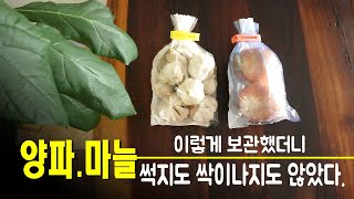 양파.마늘 썩지않게 오래 보관하는 방법/일회용품 사용 zero 채소보관법/양파 마늘 보관법