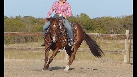 Savvelan  ***For info, price, etc., go to our website***  Valley View Ranch