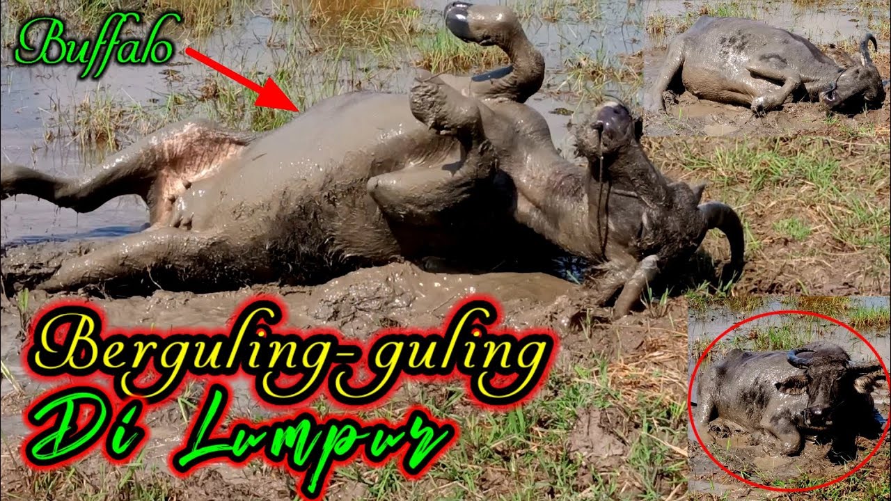 Inilah Atraksi Kerbau Yang Berguling-guling Di Lumpur Pingir Rawa ...