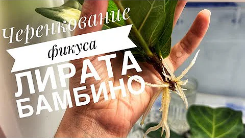 Спасение фикуса Лирата Бамбино. Экстренное черенкование. История наращивания корней 🌱
