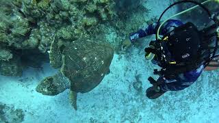 Loggerhead turtle attacks camera. April 26 2024. The Elbow, Turneffe atoll, Belize