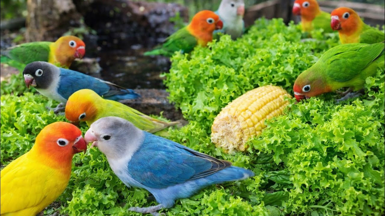 Lovebird Colorful 💚❤️#lovebirds #sunconure #parrotlover #birds #cutelovebird