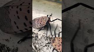 UP CLOSE & PERSONAL LOOK AT THE #spottedlanternfly #inthehood #nyc