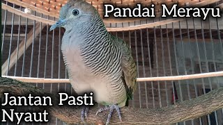 Download Lagu PANCINGAN PALING DISUKAI PERKUTUT BIKIN RAJIN BUNYI GACOR.  MP3