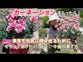 【母の日】カーネーションもらったら！来年も元気に咲かせるために、今やっておきたいこと🌺今後の育て方🌱