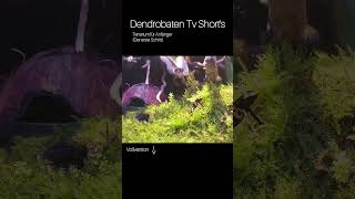 Terrarium für Anfänger Terrarium zum Regenwaldterrarium #terrarium #nature #dendrobates