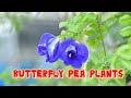 How to grow butterfly pea flower from seed| Butterfly Pea flower