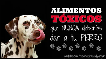 ¿Qué 6 alimentos son tóxicos para los perros?