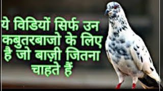 कबूतर बाजी जितना चाहते हो तो वीडियो पूरा देखो। Kabutar Baji