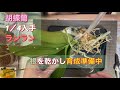 胡蝶蘭ランラン水栽培へ移行予定。