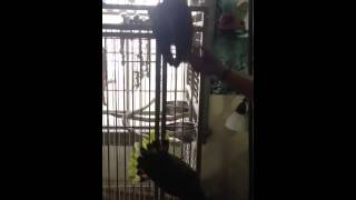 Potty mouth parrot