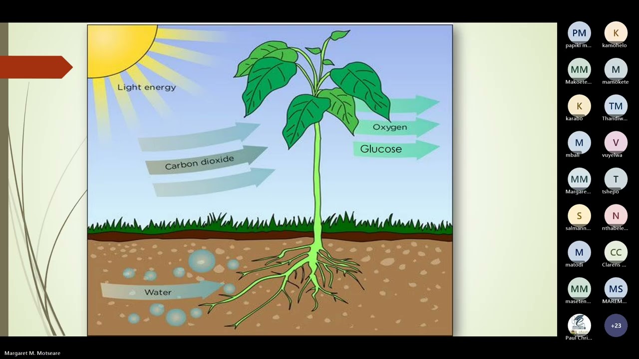 Gr 8  Lesson 2   17022026 NS   Photosynthesis & respiration