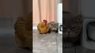 fighting pet funny videos 🤭#viral#shorts#funny#cat#hen#