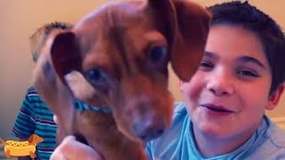 DOG vs ROOMBA Vacuum! Who Wins? Flappy Plays Piano! screenshot 5