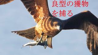 トンビ（にしては）良型の獲物を捕る