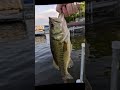 #freshwaterfish #bigbass #gamefish #biggestfish #bass #largemouthbass #viralshort #bassfishing