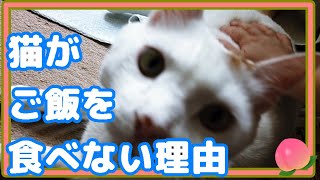 猫がご飯を食べない理由！【医療食】☆Why cats don't eat! [Medical food]詳しくは説明欄で