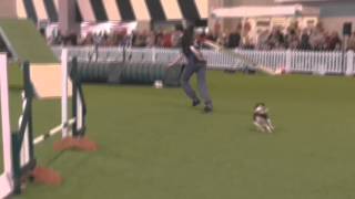 Robin YKC Teams 1st Crufts 2016