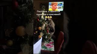 Spruce and cat  / New Year / Cat  / Funny video  /  Ёлка и кот  / Новый год  /  Прикол 2022