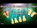 Anatomie du membre infrieur  le tibia