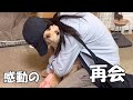 久々にお姉ちゃんが帰省して大喜びする大きいトイプードル【デカプー】【トイプードルのロアくん】【toy poodle】