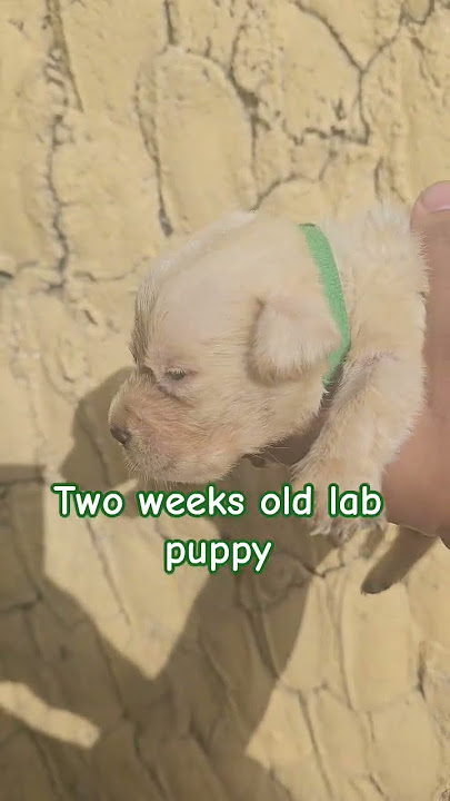 two weeks old lab puppy #2weeksoldlabradorpuppy #2weeksoldpuppy #labradorpuppy #labpuppy #labrador