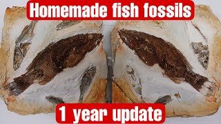 Making Real Fish Fossils In my Basement. 1 Year Update.