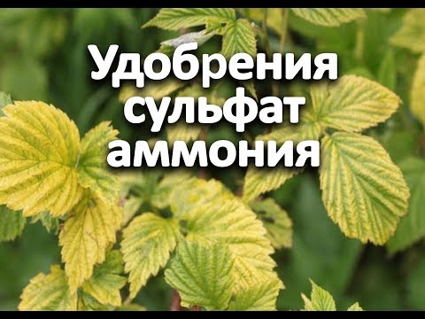 Video: Аммоний сульфамы чырмоокту өлтүрөбү?