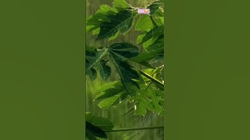 STOP SCROLLING AND JUST RELAX 😌| WATCH THE FULL VIDEO NOW ✨️#peacefuldays#daydreaming#relaxingsounds