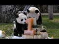【おめでとう❤】結浜🐼１歳のバースデーパーティ！🎊【ママもお祝い】Giant Panda -Yuihin-☆Happy 1st Birthday party♪