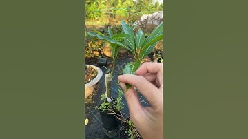 Cây Xoài đỏ mặt trời rất ngọt | 0386569374 - Ngọc Ngân Bến Tre | Chuyên cây độc lạ