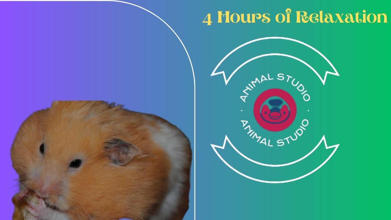 4-Hour Hamster Sleep Journey 🐹🌙 Ultimate Relaxation and Peaceful Dreams
