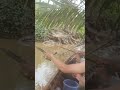 Junior junior pemancing #viral #mancingmantap #videoviral #mancingceria #mancing #mancingmania