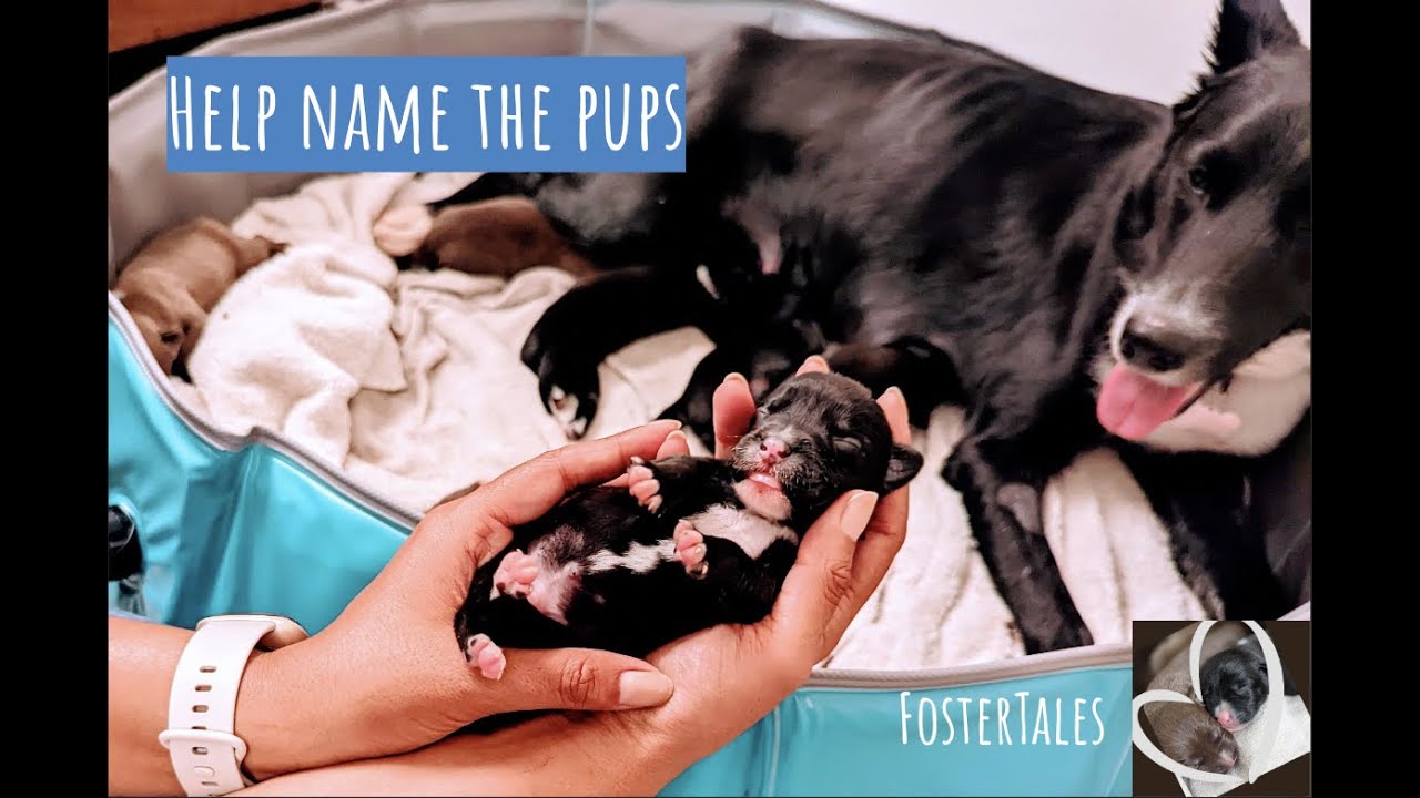 Help us name our foster puppies!! YouTube