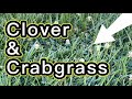 How to Fix a Weedy Lawn - CRABGRASS and CLOVER