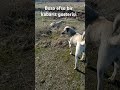#kangal