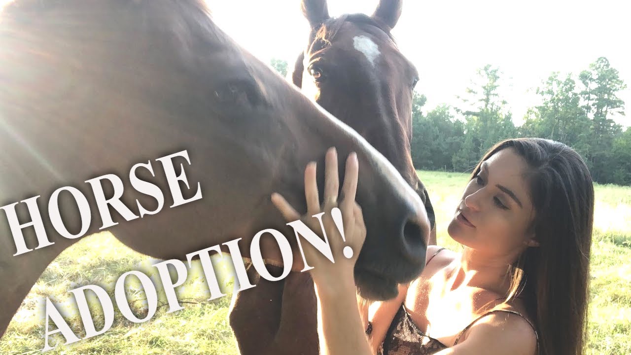 SURPRISE! 2 new horses! - YouTube