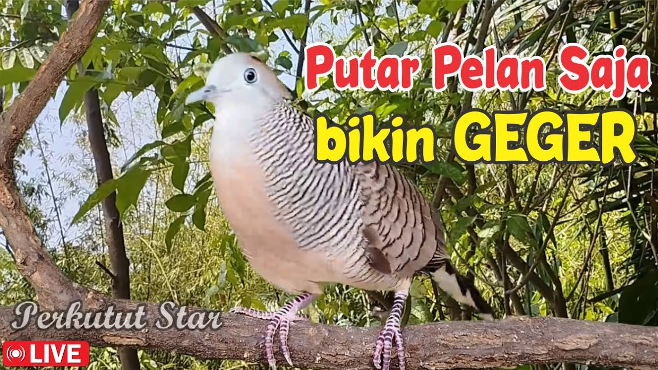 Perkutut Lokal Gacor ALAM LIAR - rekomendasi masteran cepat NYAUT